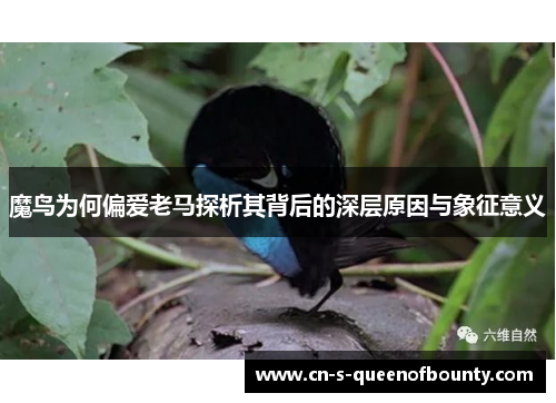 魔鸟为何偏爱老马探析其背后的深层原因与象征意义